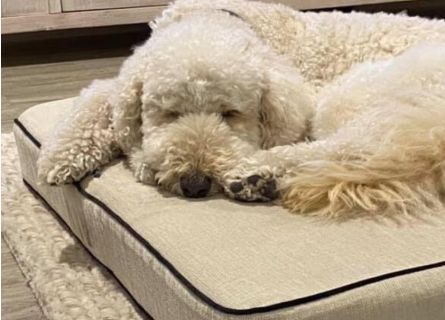 Colchão de espuma para cachorro